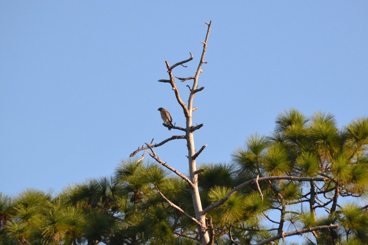 Red-shouldered Hawk - Peggy Cook