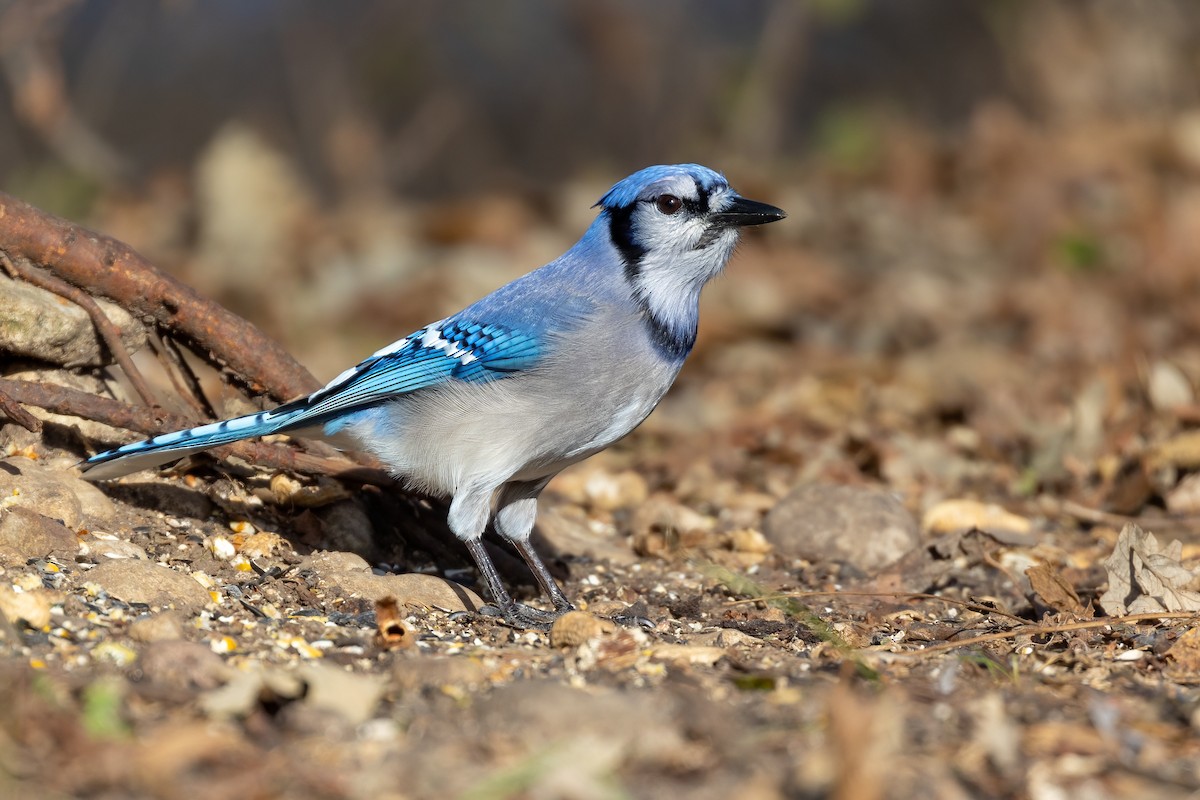 Blue Jay - ML392911841