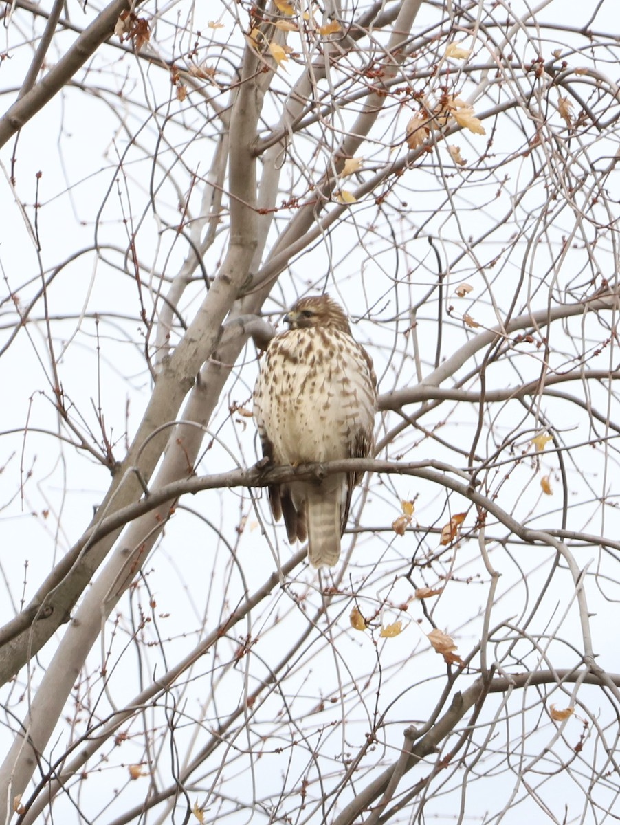 Red-shouldered Hawk - Jordan Parham