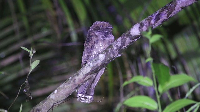 Ocellated Poorwill - ML392913611