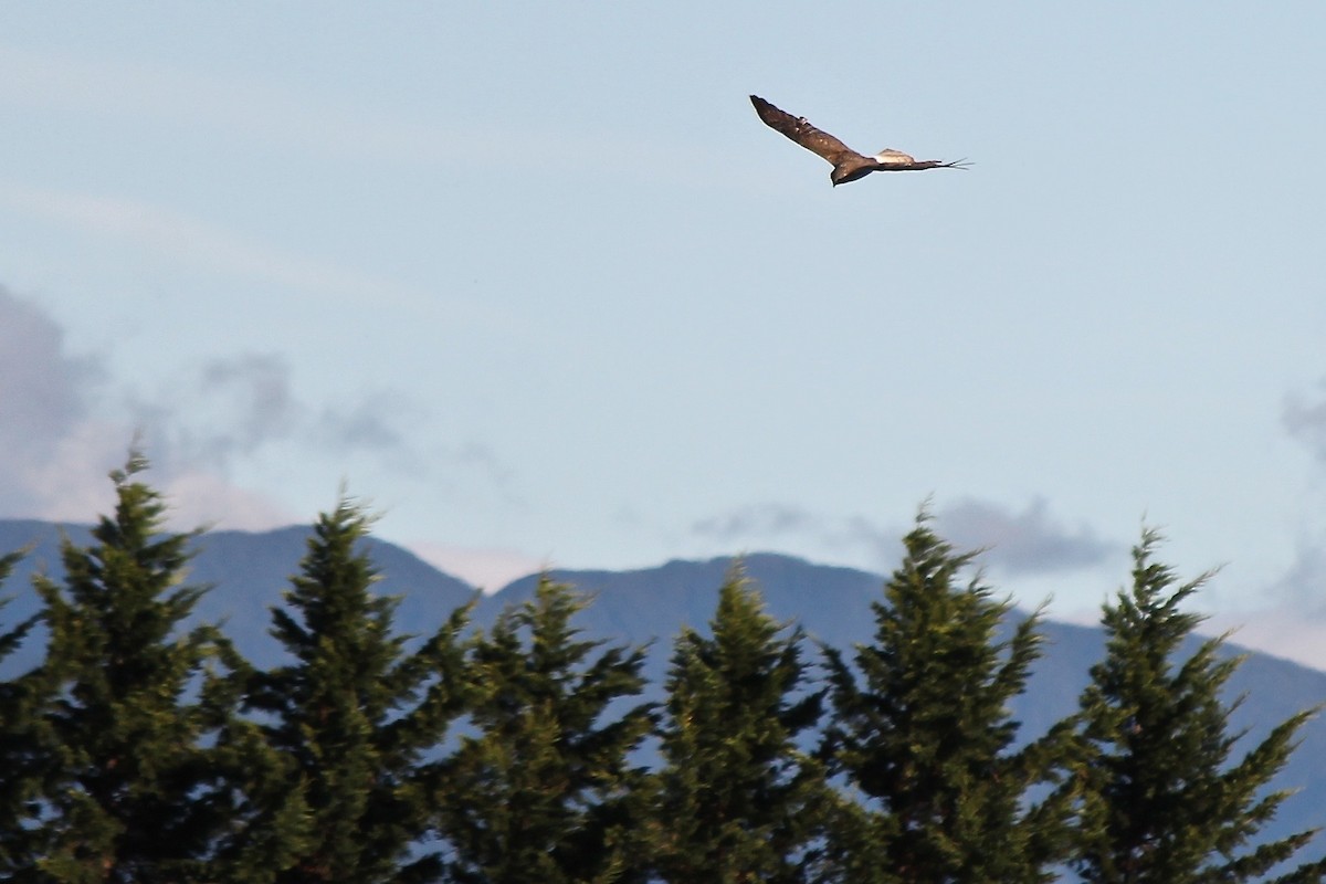 Swamp Harrier - ML39291591