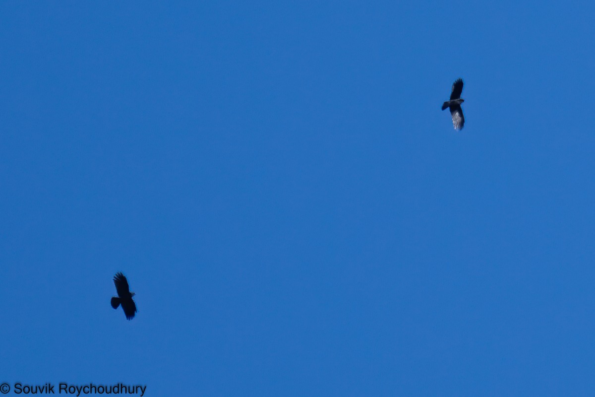 Yellow-billed Chough - Souvik Roychoudhury