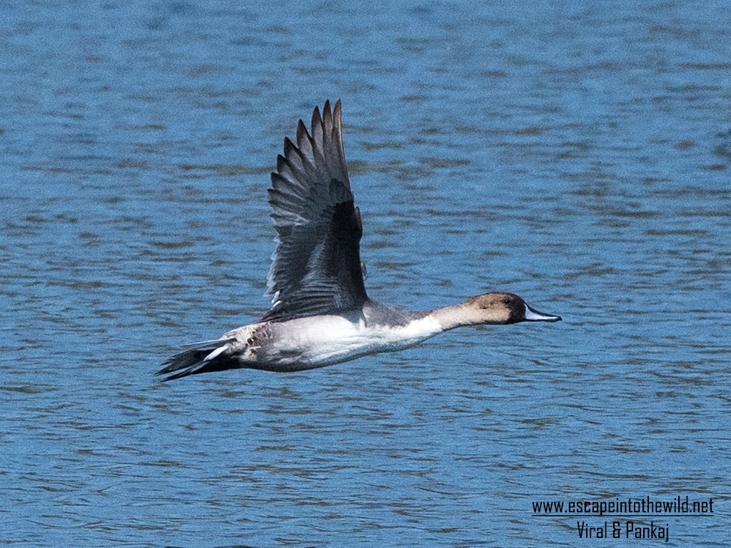 Northern Pintail - Pankaj Maheria