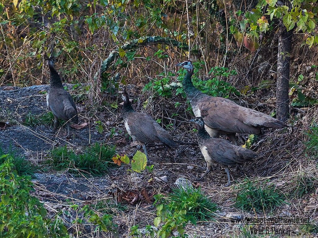 Indian Peafowl - ML392917541