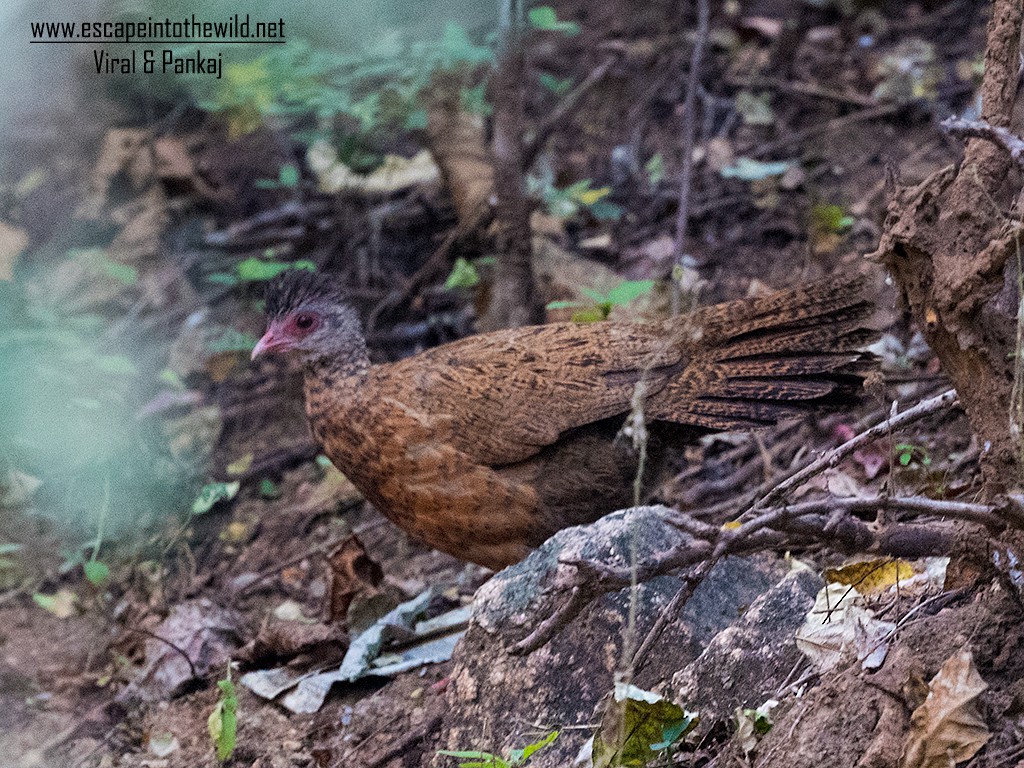 Red Spurfowl - ML392917601