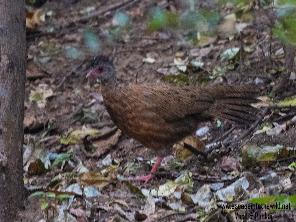 Red Spurfowl - ML392917611