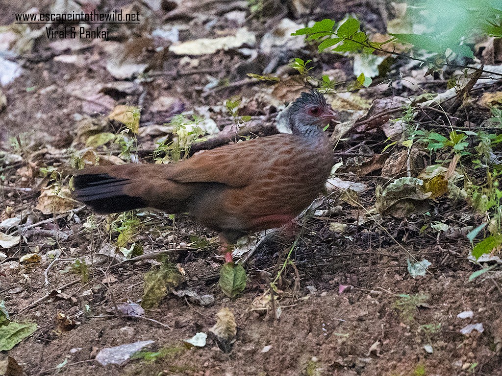 Red Spurfowl - ML392917621