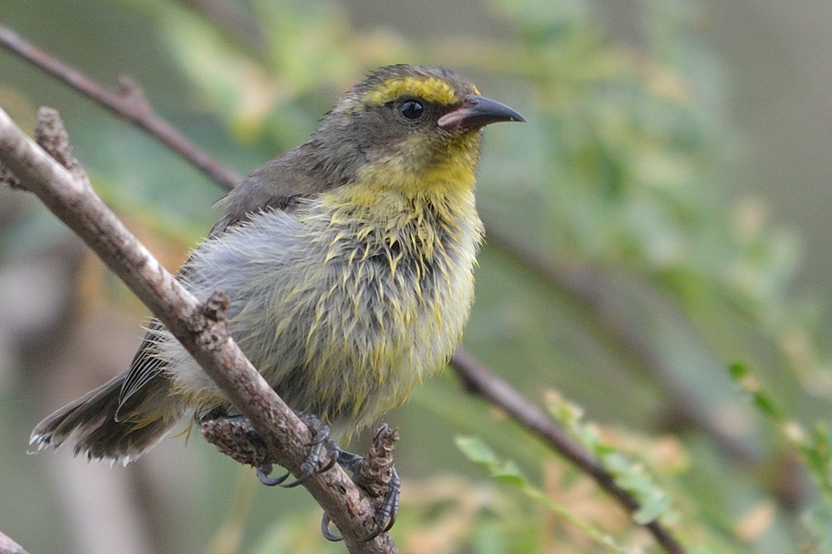 Bananaquit - Michiel Oversteegen