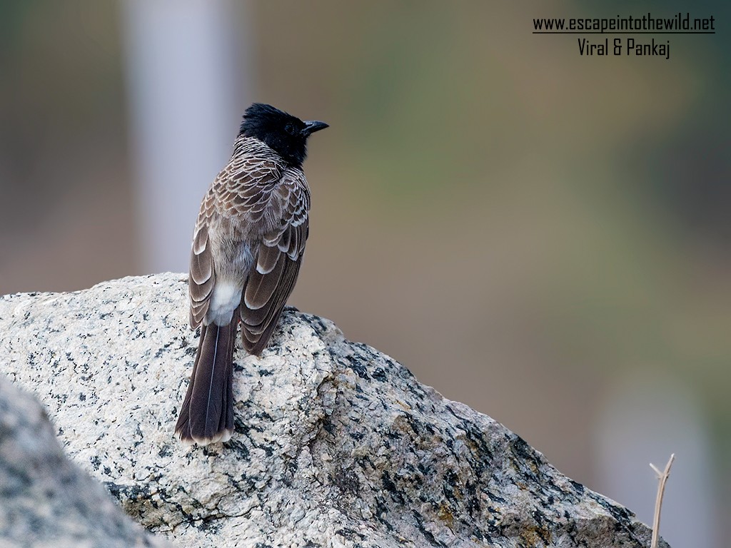 Red-vented Bulbul - ML392918271