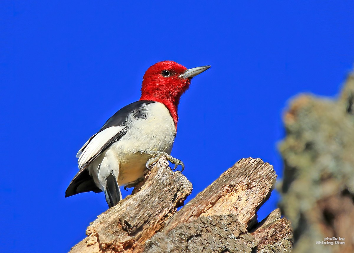Red-headed Woodpecker - Shixing Wen