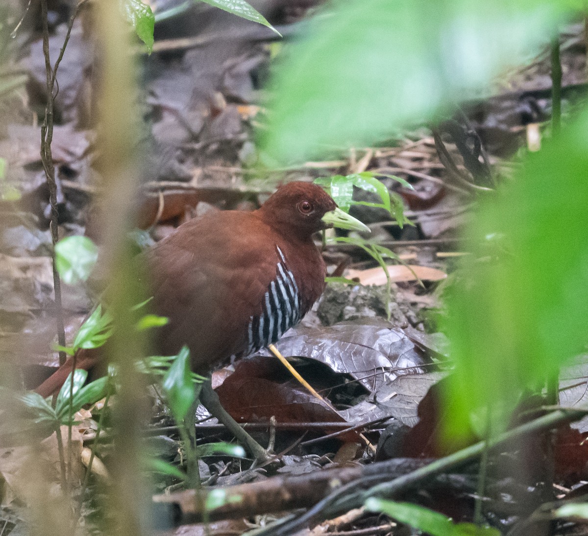 Andaman Crake - Harish Thangaraj