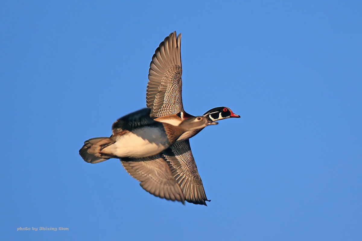 Wood Duck - ML392921931