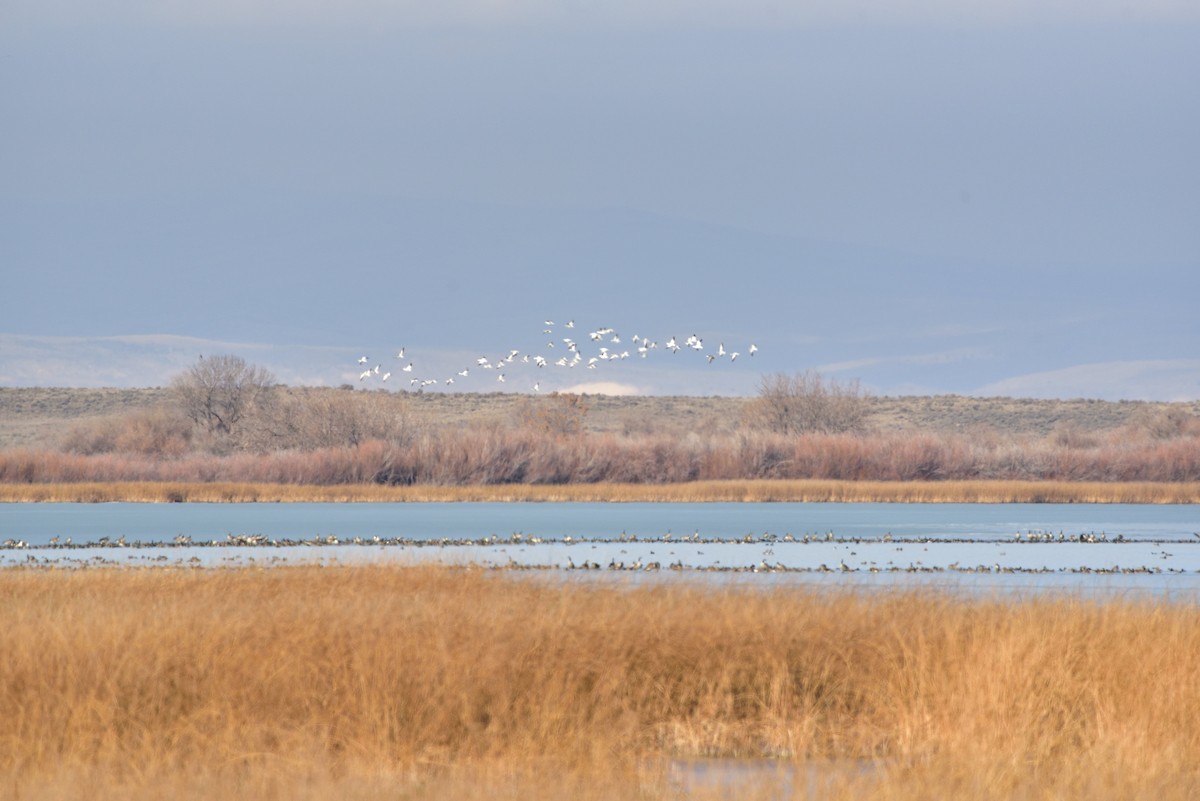 Oie des neiges - ML392922271