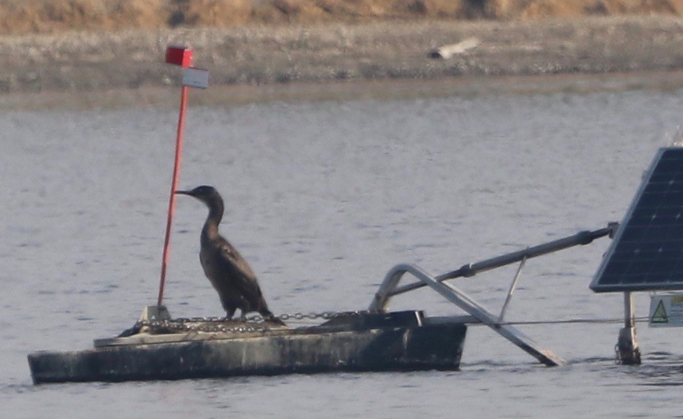 Brandt's Cormorant - ML392922291