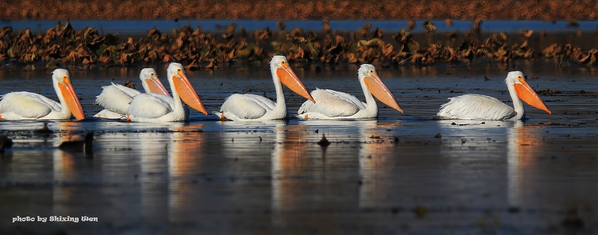 American White Pelican - Shixing Wen