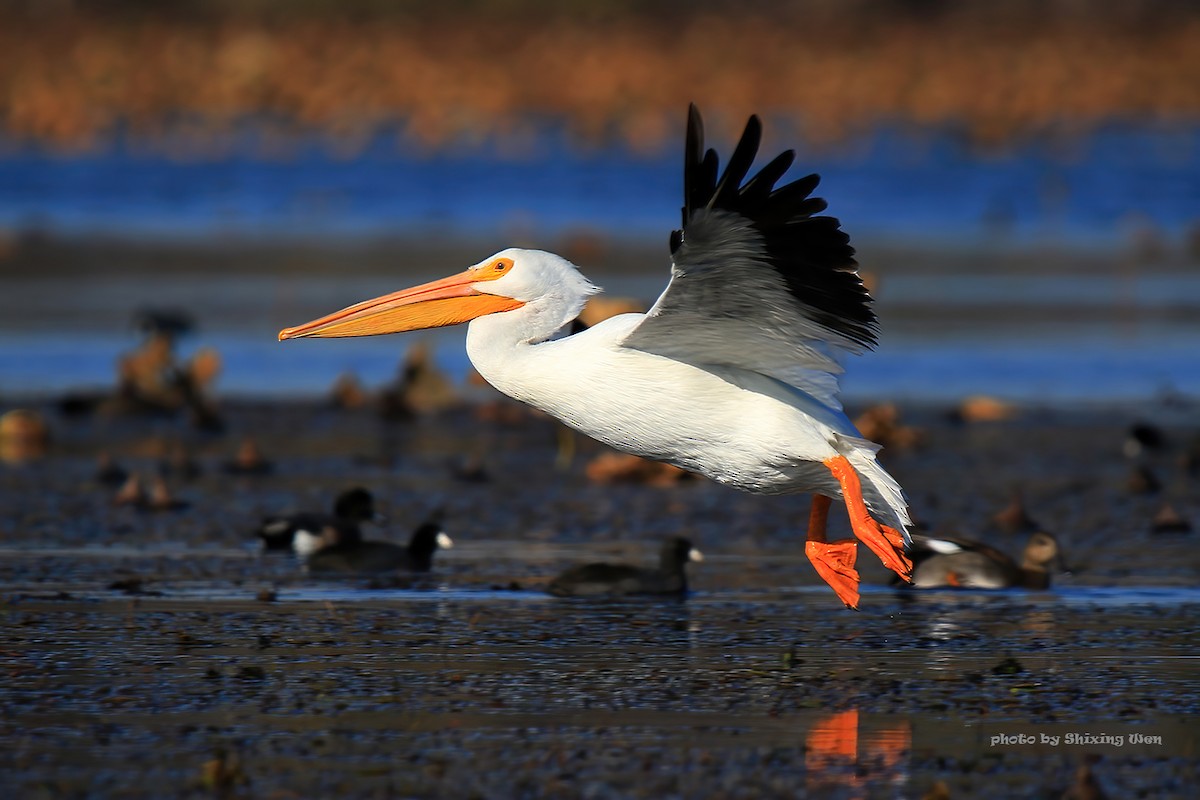 American White Pelican - ML392924931