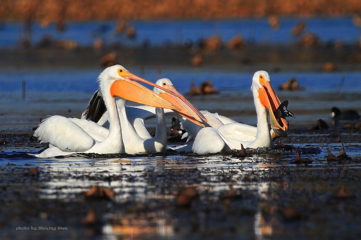 American White Pelican - ML392925041