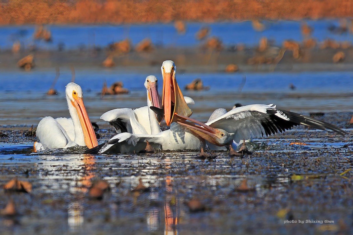 pelikán severoamerický - ML392925101