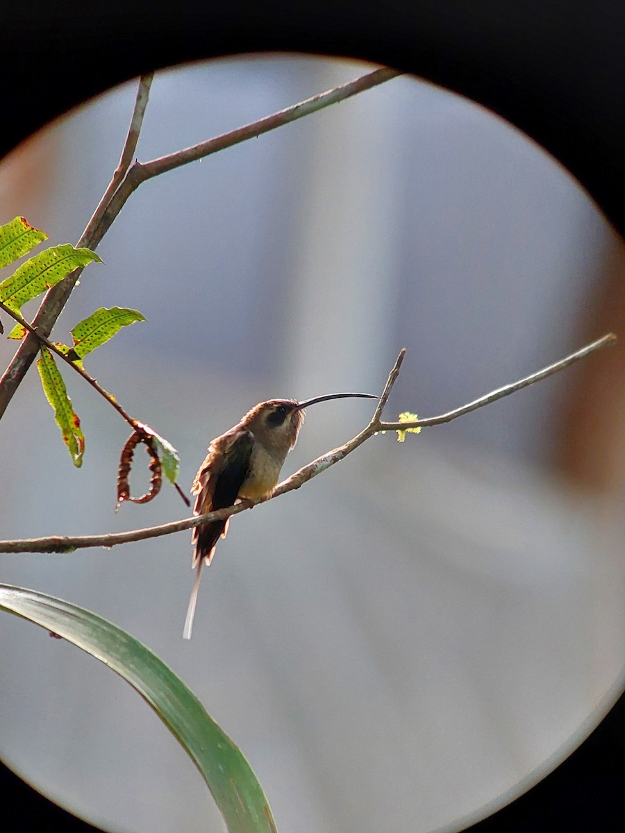 Длинноклювый колибри-отшельник - ML392926481