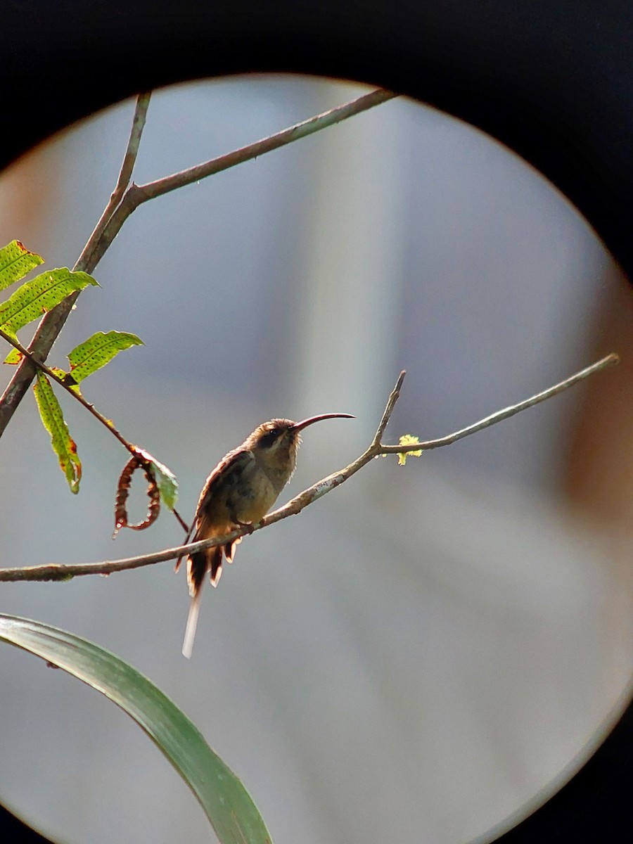 Long-billed Hermit - ML392926491