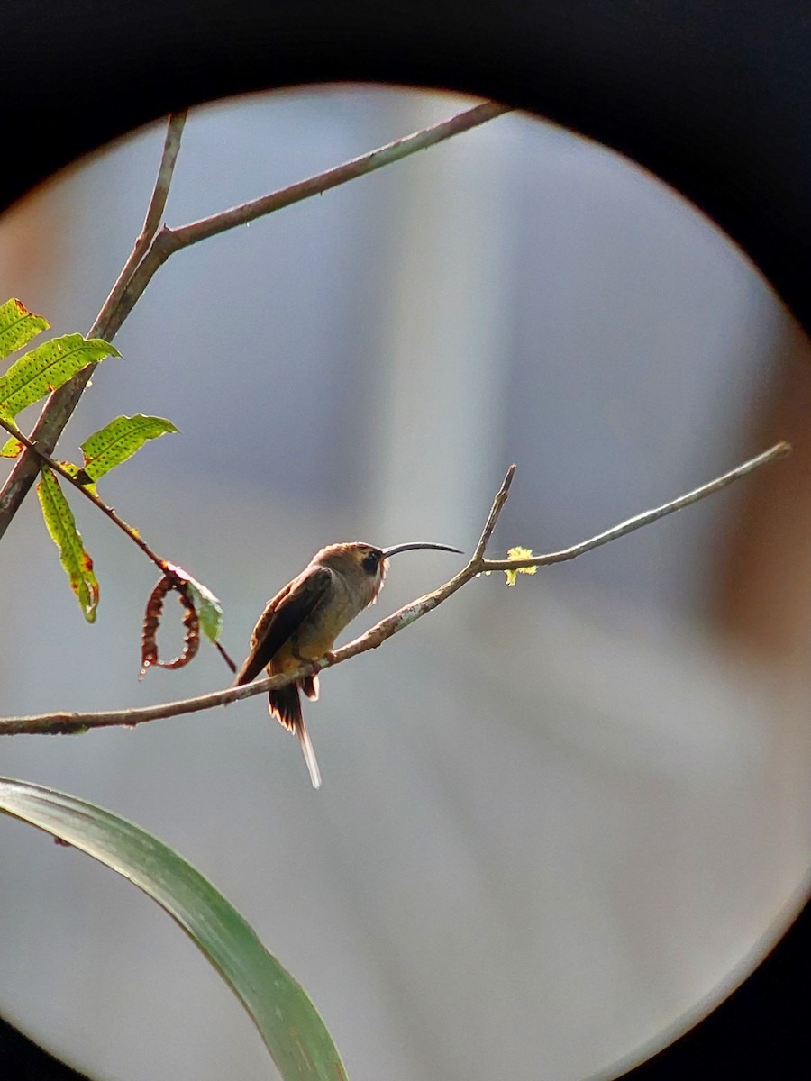 Длинноклювый колибри-отшельник - ML392926511