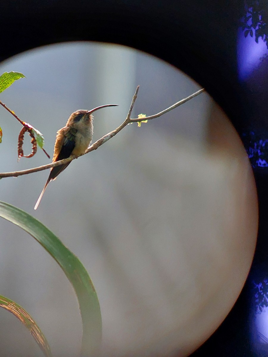 Длинноклювый колибри-отшельник - ML392926521