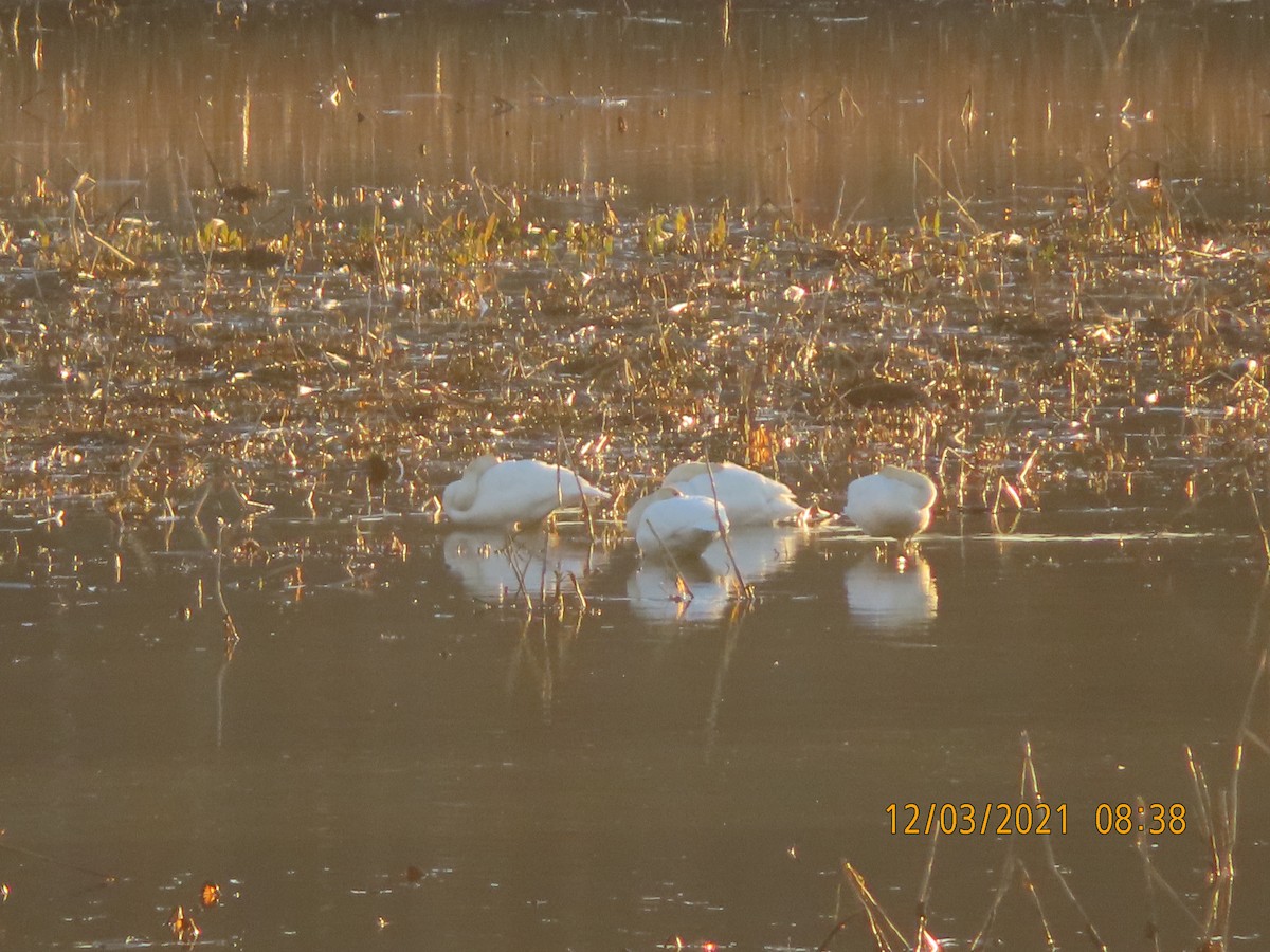 Tundra Swan - ML392926921