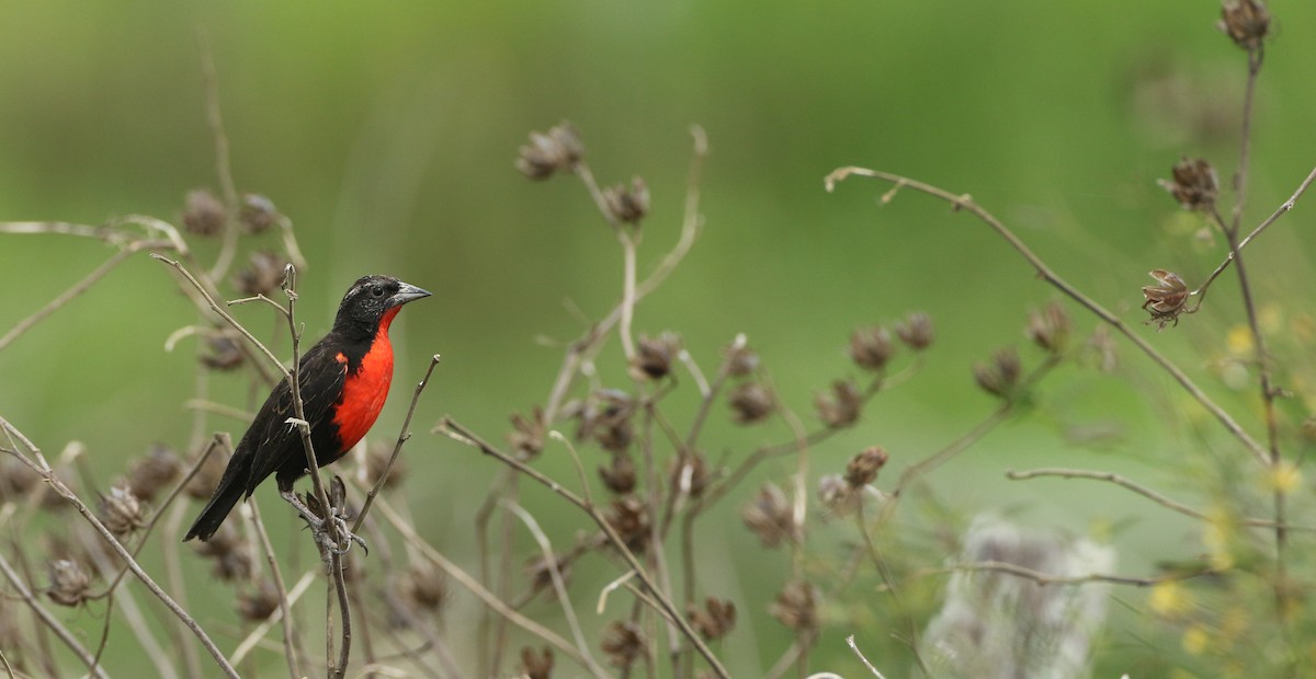 Red-breasted Meadowlark - ML392927281