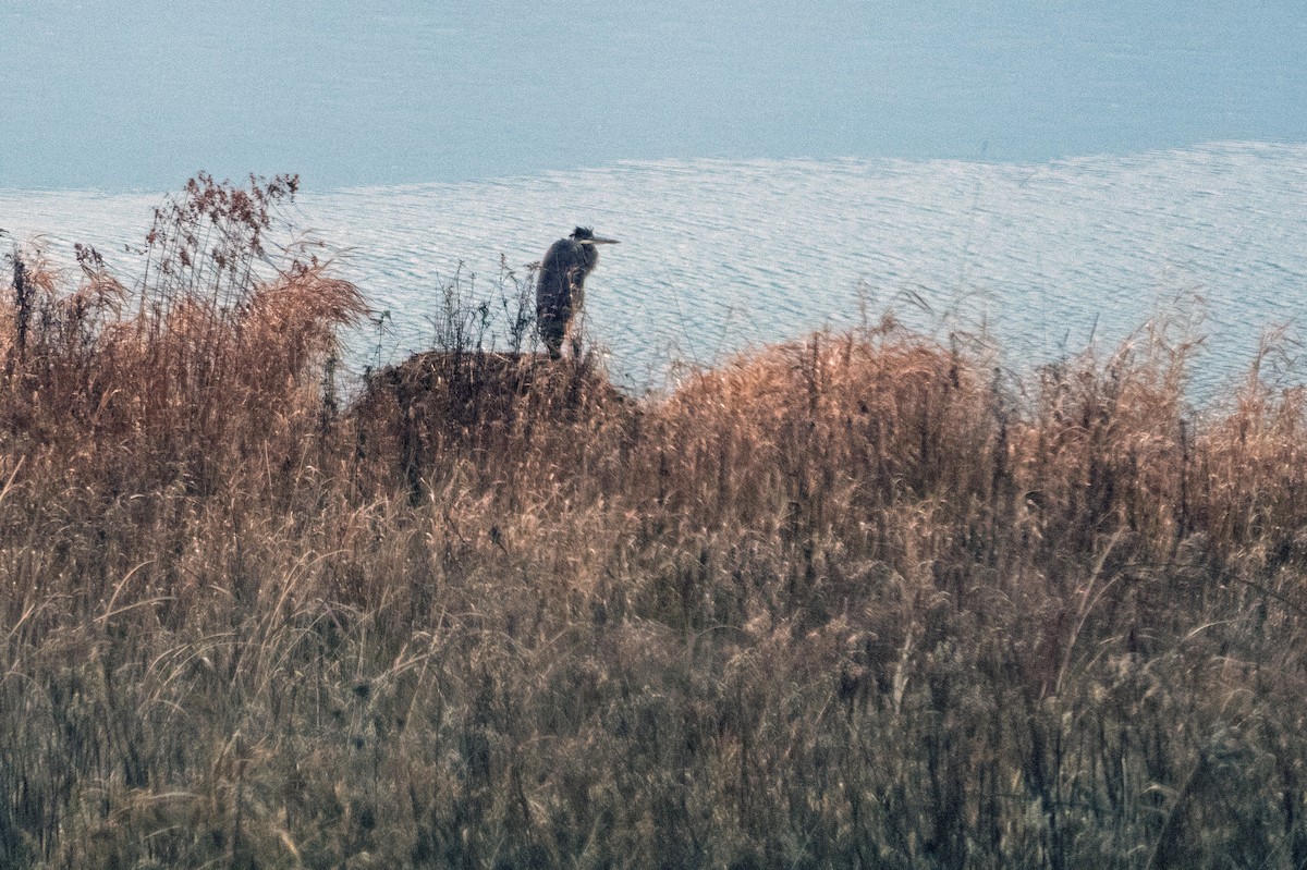 Kanadareiher - ML392927431