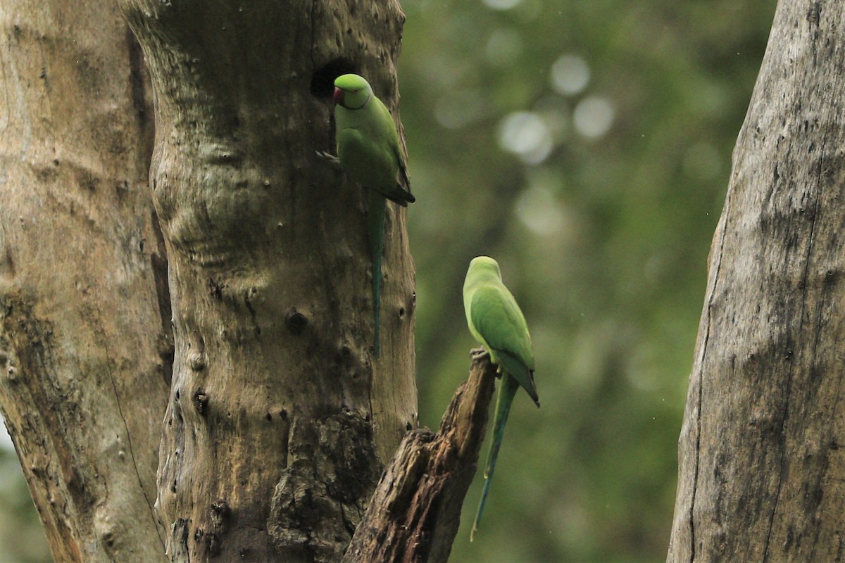 Rose-ringed Parakeet - ML392928521