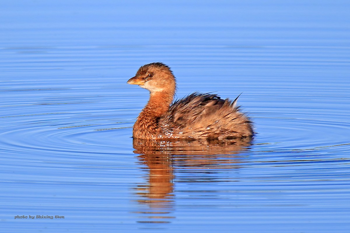 Pied-billed Grebe - ML392928611