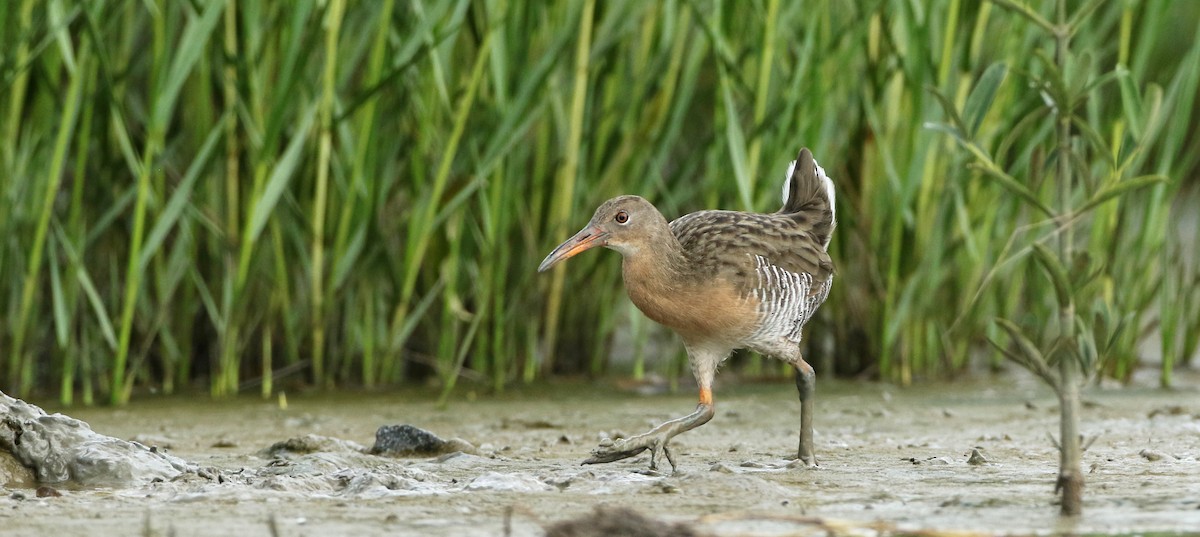 Mangrove Rail - Luke Seitz