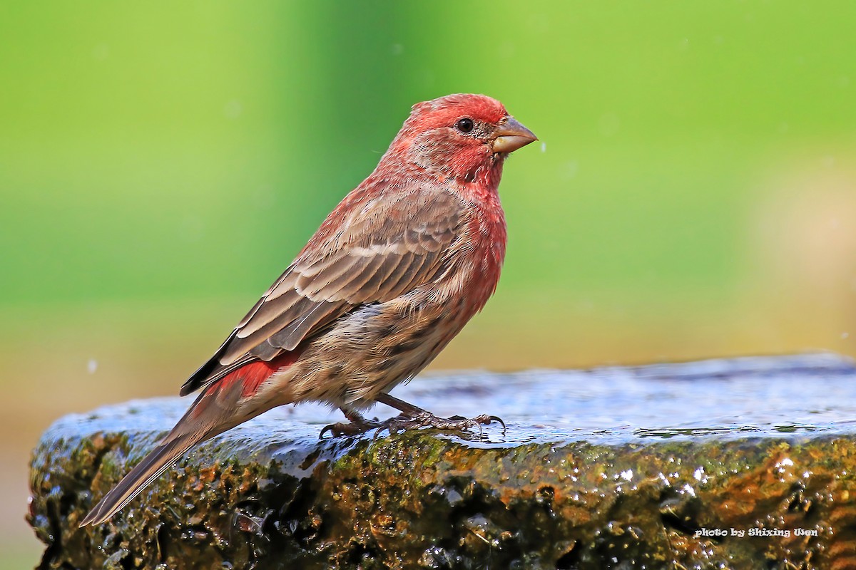 House Finch - Shixing Wen