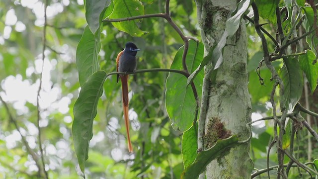 African Paradise-Flycatcher - ML392930181