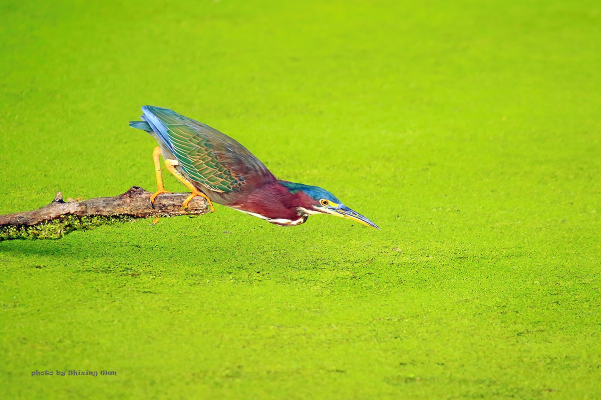 Green Heron - ML392930341