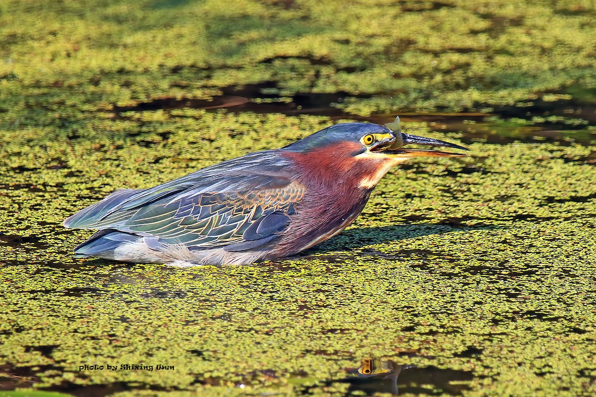 Green Heron - Shixing Wen