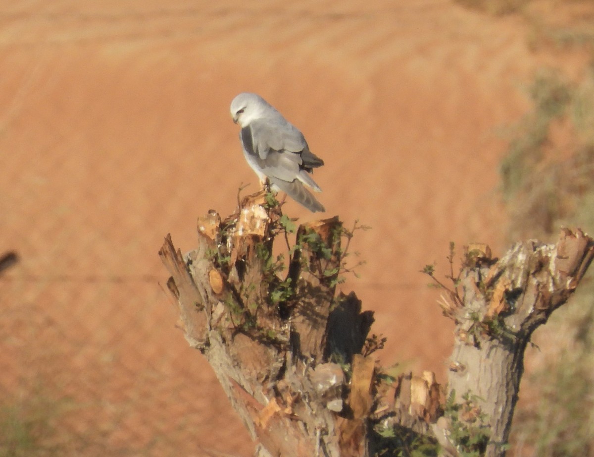 Black-winged Kite - ML392930941