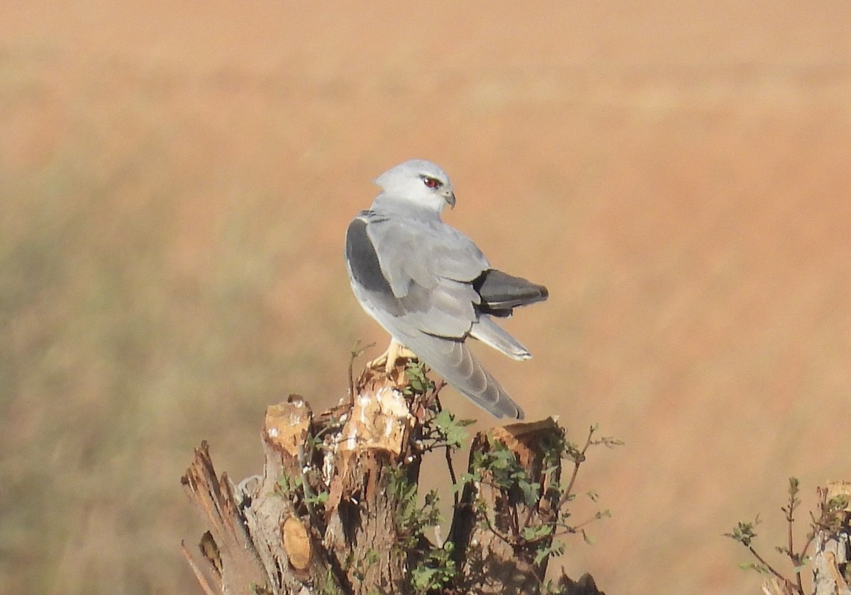 Black-winged Kite - ML392930971