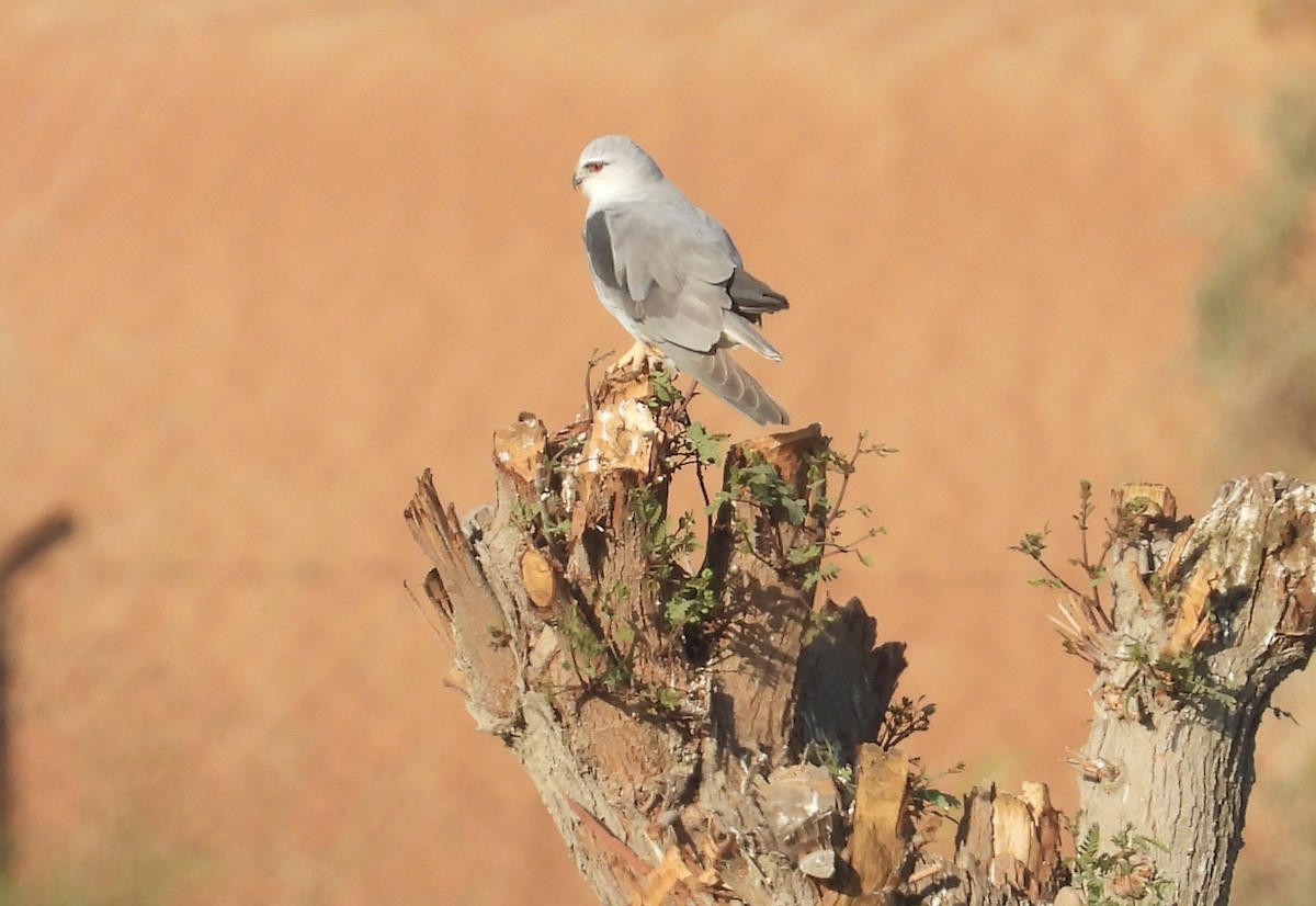 Black-winged Kite - ML392931011