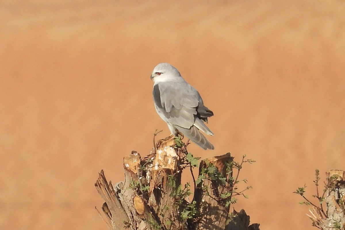 Black-winged Kite - ML392931081