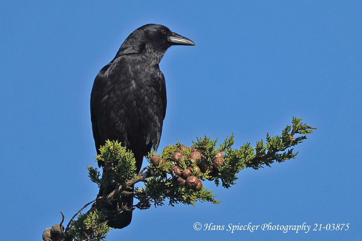 American Crow - ML392931521