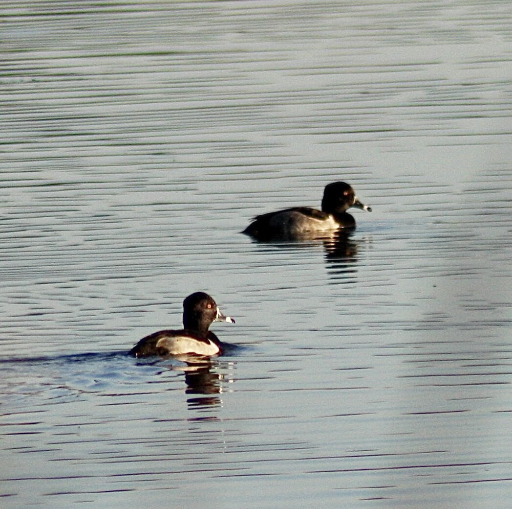 Ring-necked Duck - ML392932111