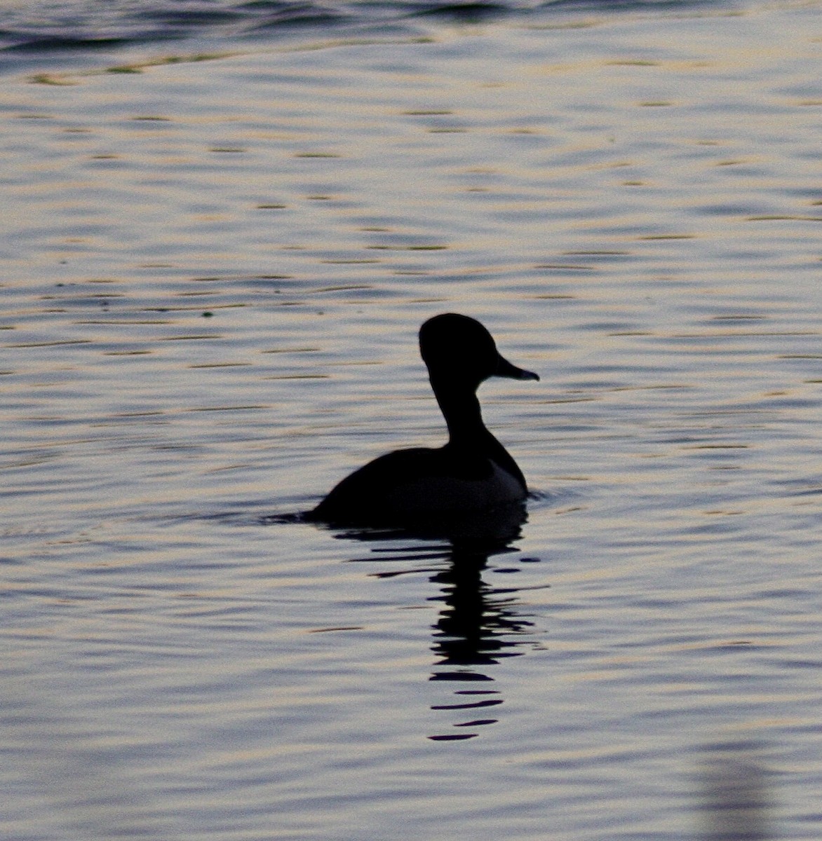 Ring-necked Duck - ML392932121