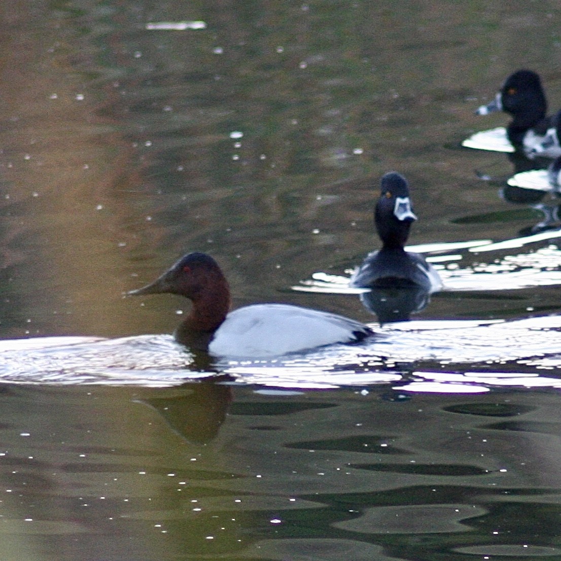 Ring-necked Duck - ML392932131