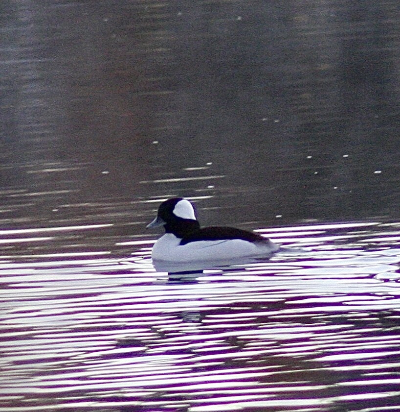 Bufflehead - ML392932301