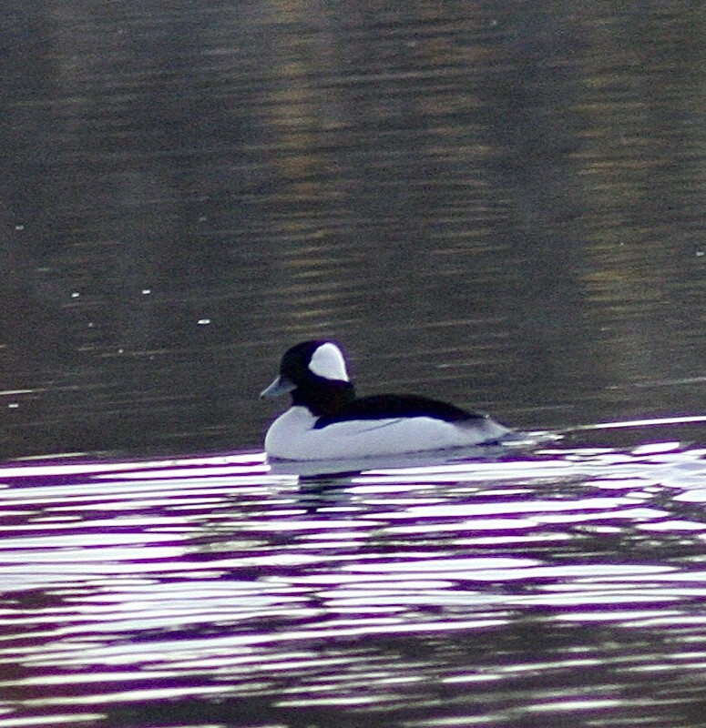 Bufflehead - ML392932311