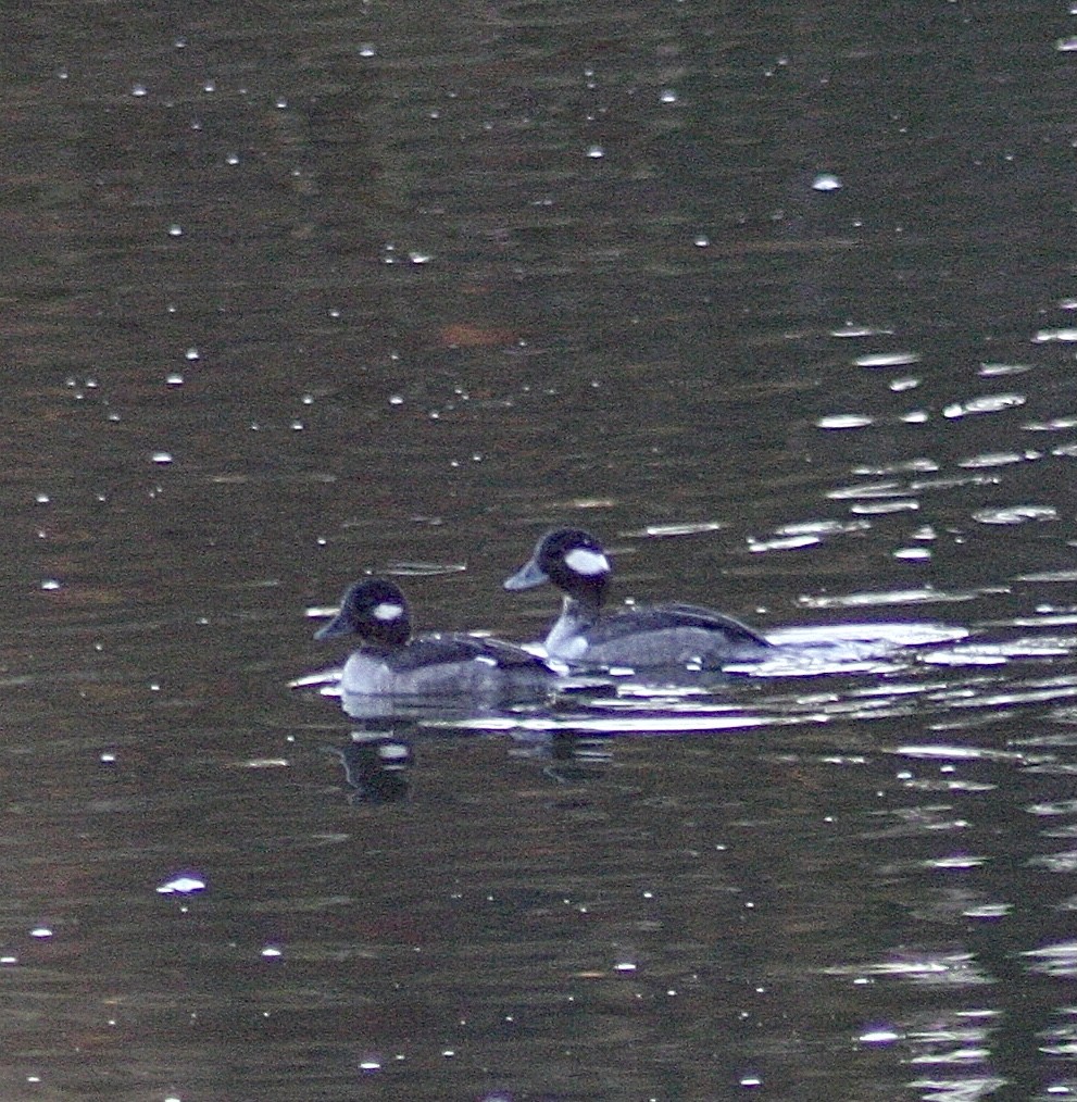 Bufflehead - ML392932331