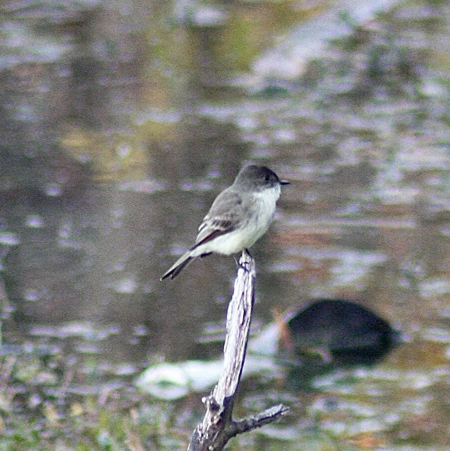 Eastern Phoebe - ML392932421