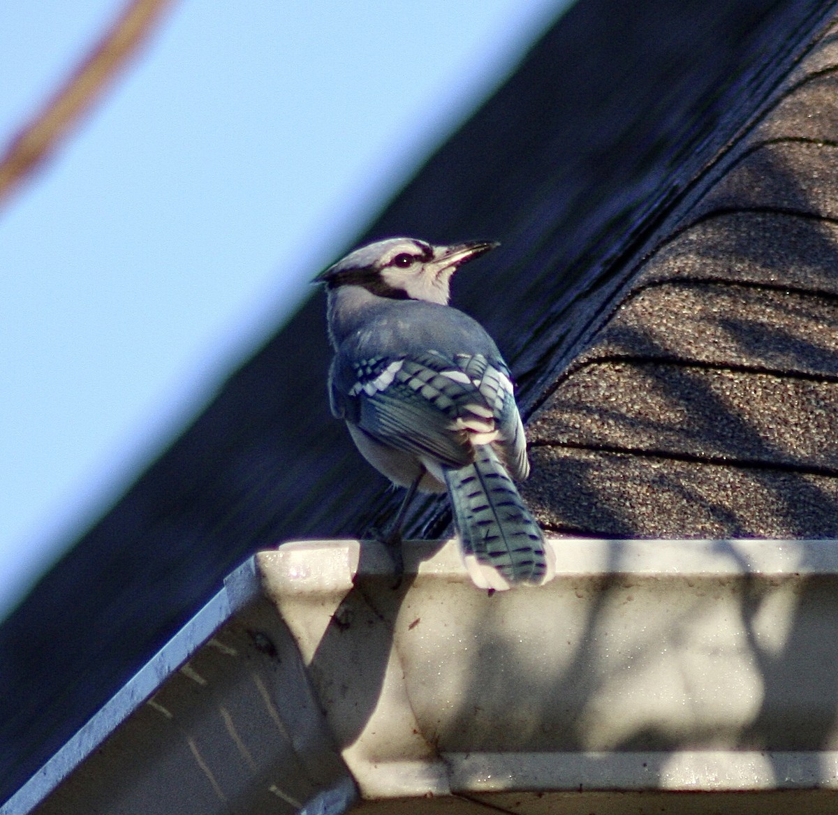 Blue Jay - ML392932431