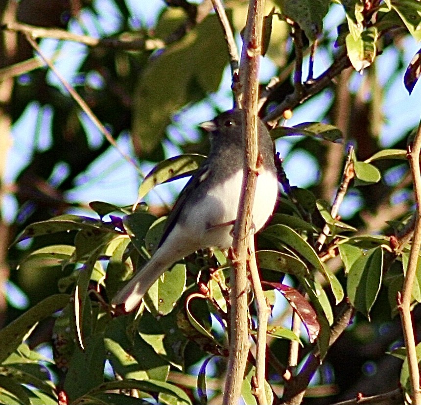 Dark-eyed Junco - ML392932561